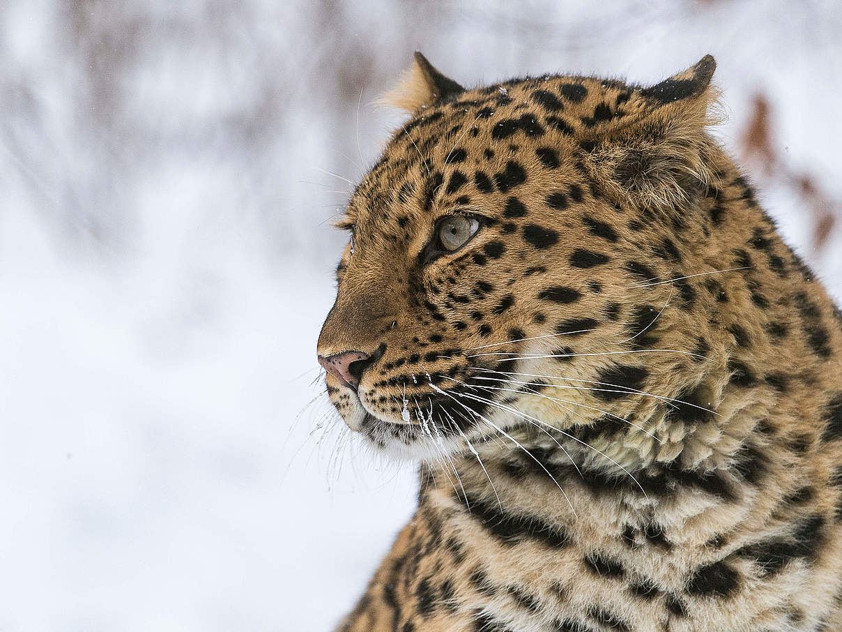 Amur-Leopard © Ola Jennersten / WWF-Sweden