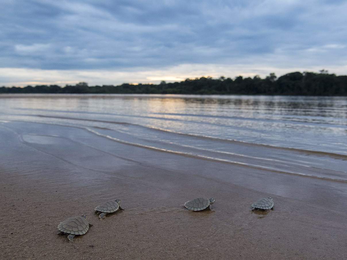 Arrauschildkröte auf dem Weg © Jaime Rojo / WWF-USA