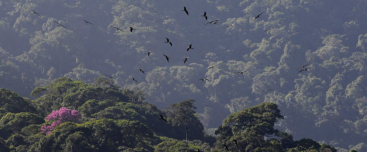Der Atlantische Küstenregenwald gehört zu den artenreichsten Waldökosystemen weltweit © Adriano Gambarini / WWF Brasilien