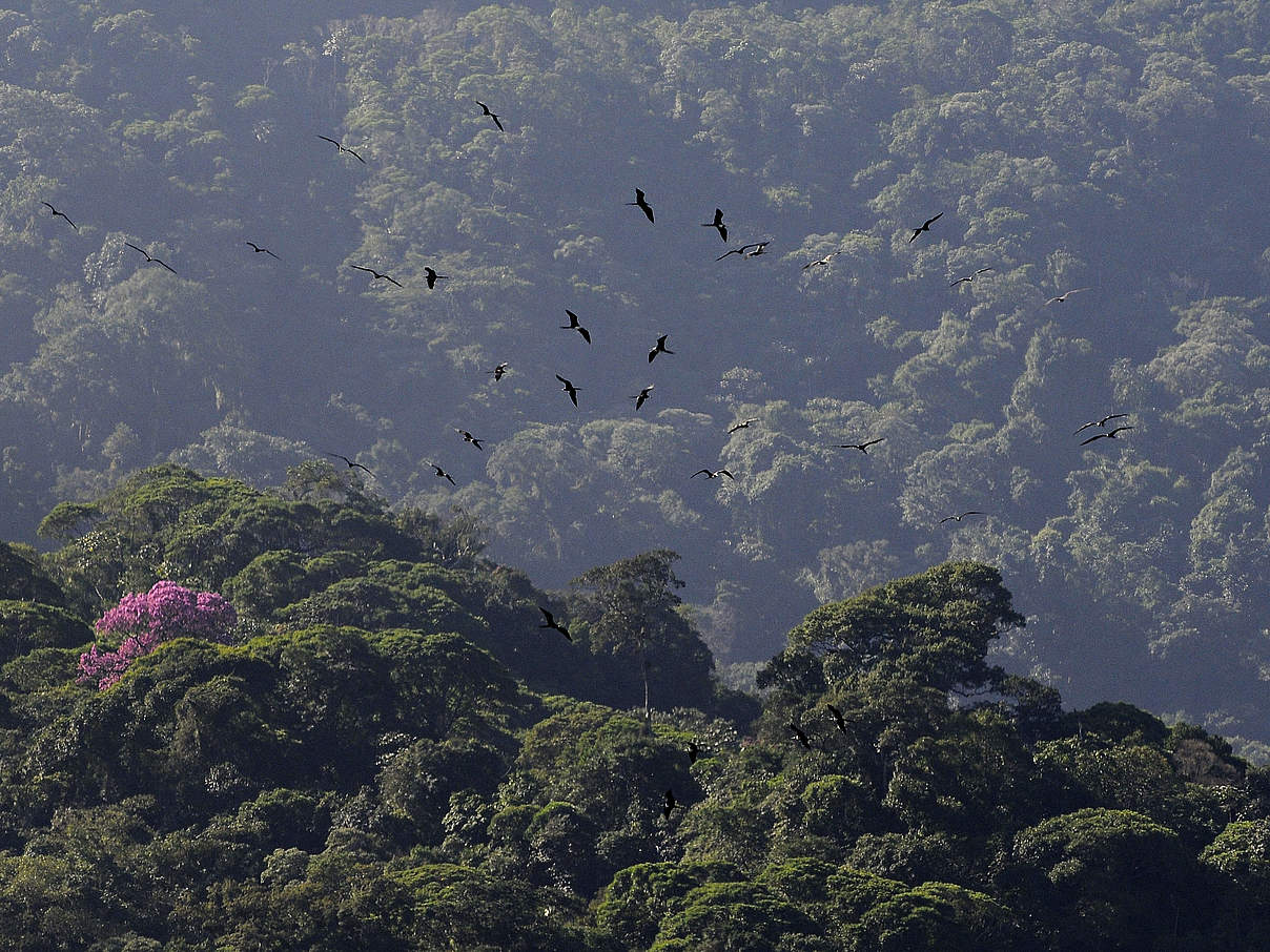 Der Atlantische Küstenregenwald gehört zu den artenreichsten Waldökosystemen weltweit © Adriano Gambarini / WWF Brasilien