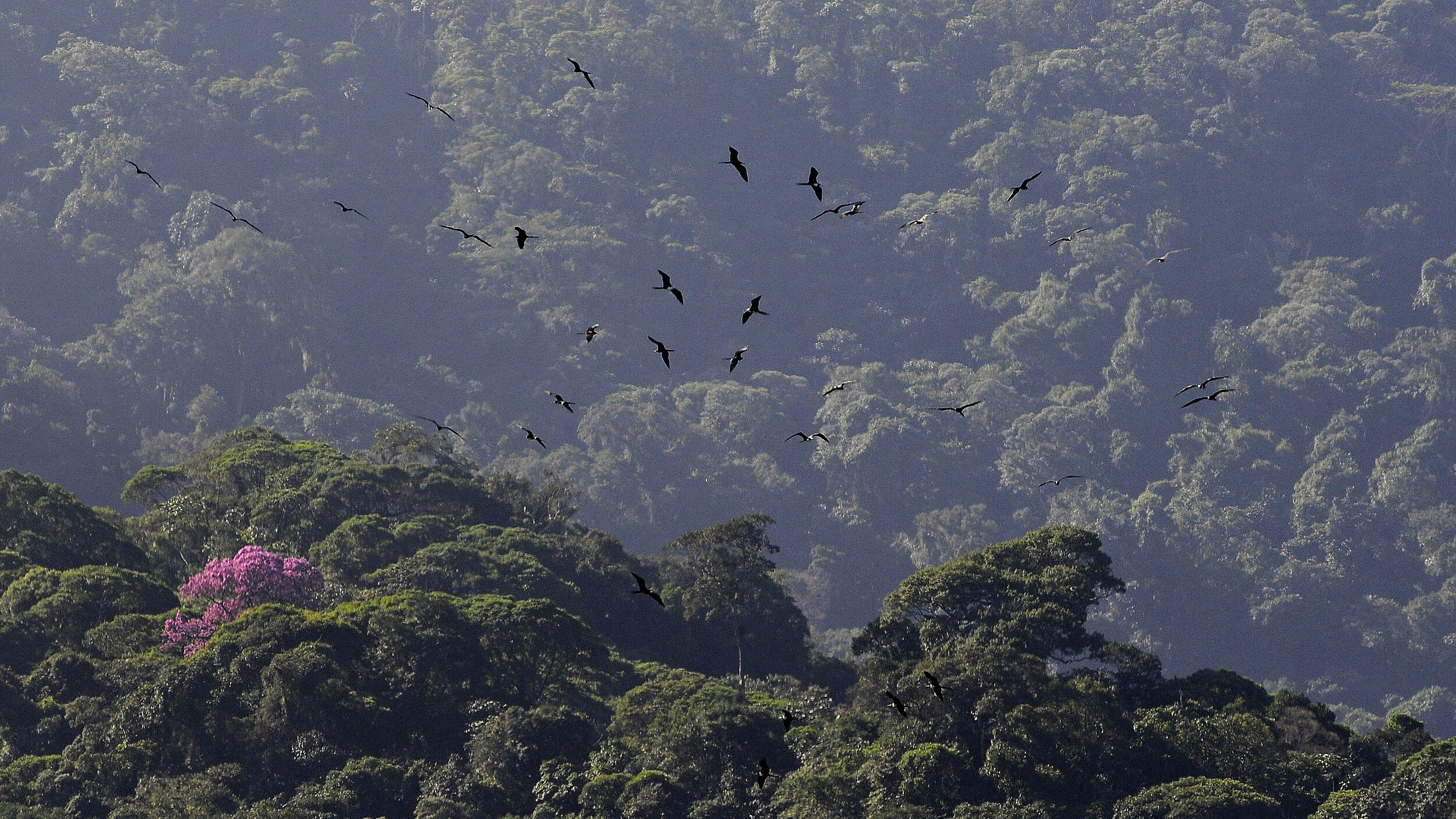 Der Atlantische Küstenregenwald gehört zu den artenreichsten Waldökosystemen weltweit © Adriano Gambarini / WWF Brasilien