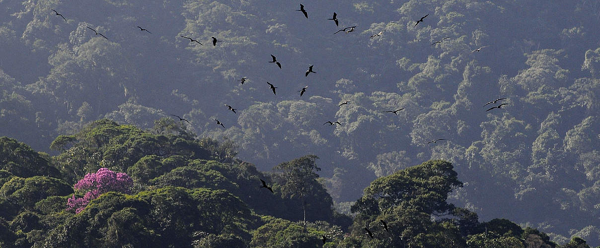 Der Atlantische Küstenregenwald gehört zu den artenreichsten Waldökosystemen weltweit © Adriano Gambarini / WWF Brasilien