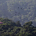Der Atlantische Küstenregenwald gehört zu den artenreichsten Waldökosystemen weltweit © Adriano Gambarini / WWF Brasilien