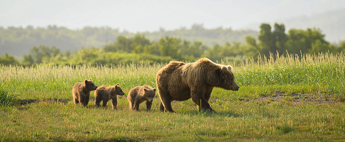 Braunbärin mit Nachwuchs © McDonald Mirabile / WWF-US