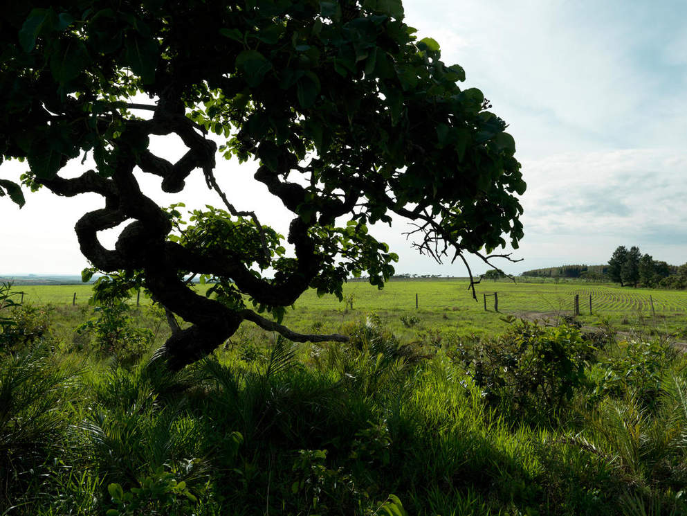 Die Vegetation des Cerrado muss für Soja (im Hintergrund) weichen © Peter Caton / WWF-UK