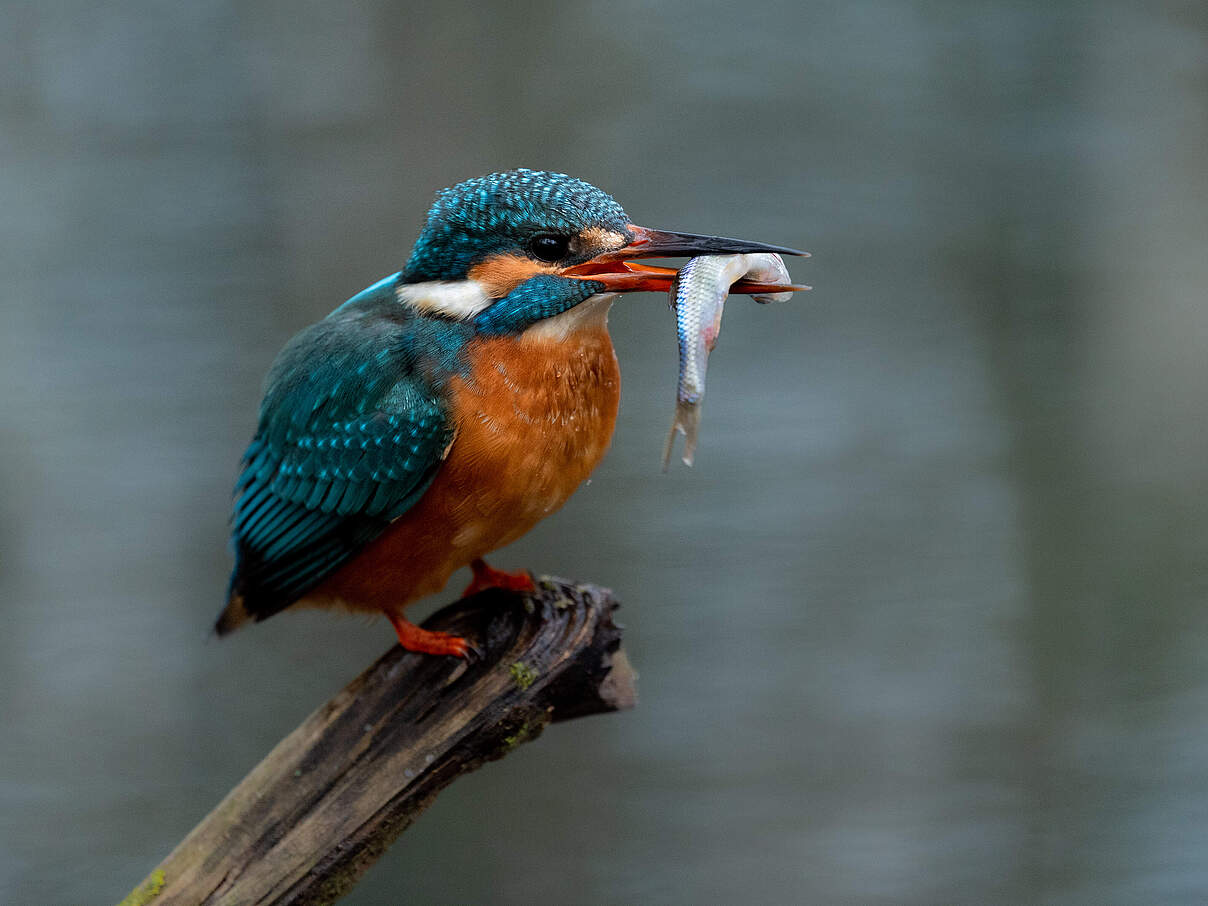 Eisvogel sitzt mit Beute auf einem Ast