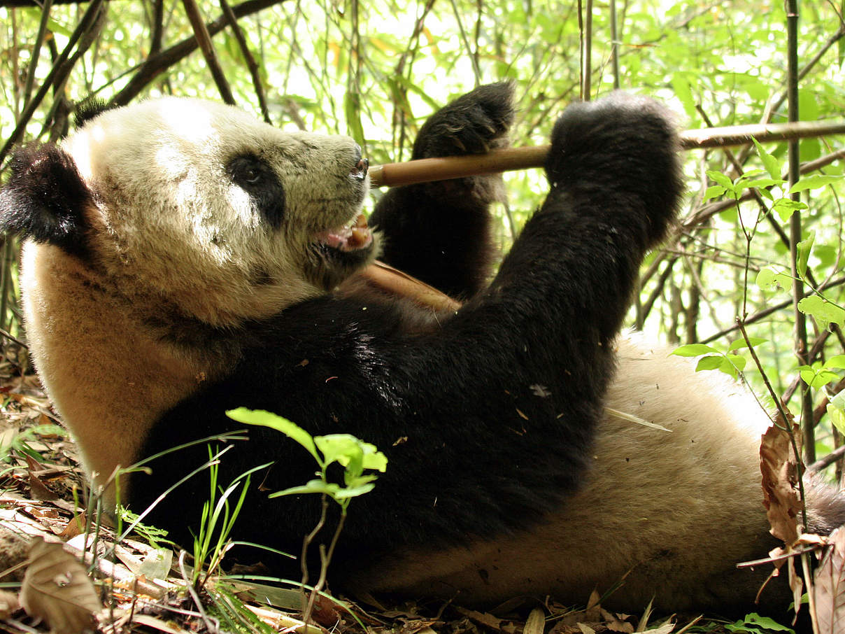 Großer Panda frisst © WWF China / Xiang Dingqian