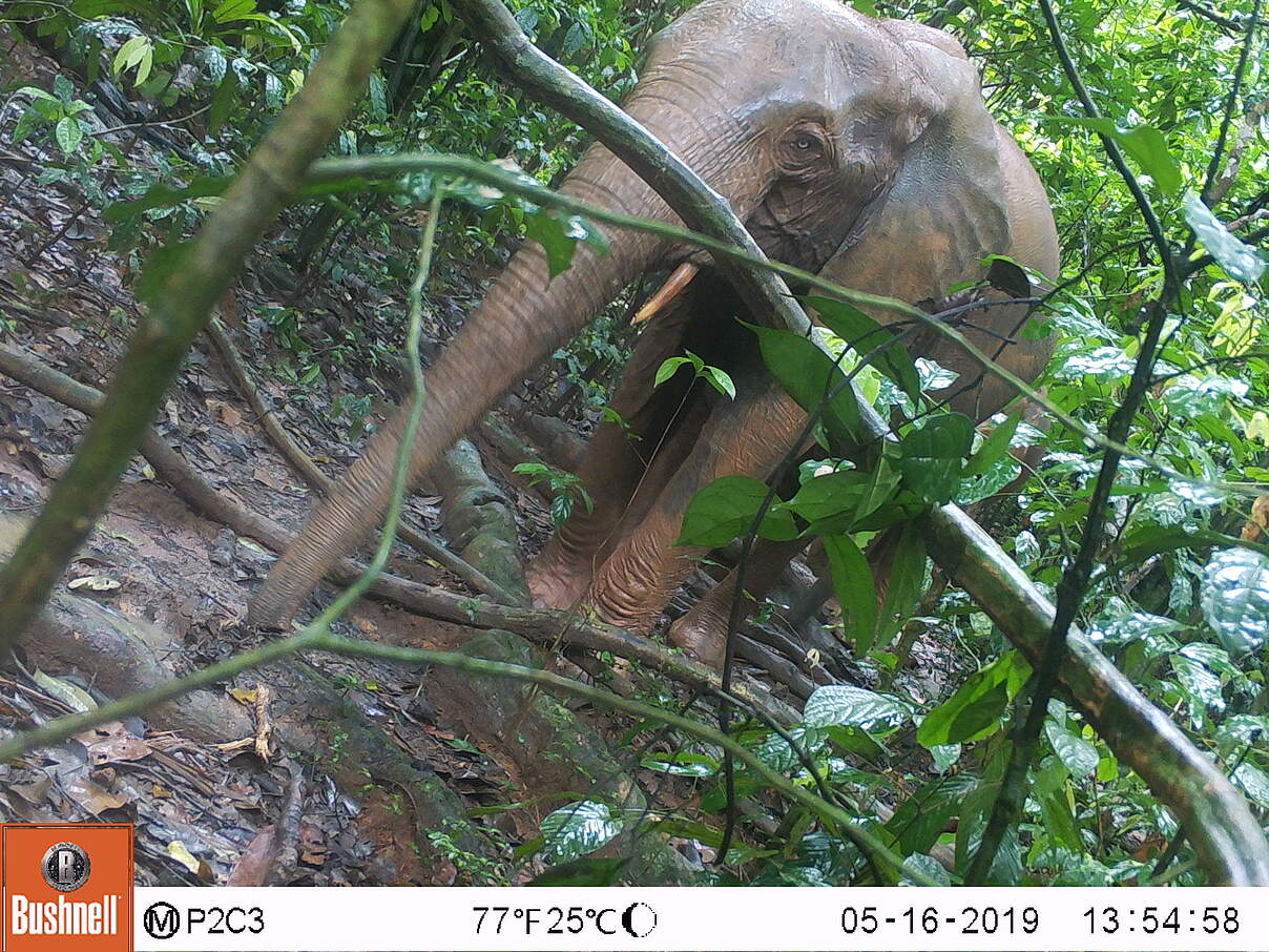 Kamerafallen-Aufnahme eines afrikanischen Waldelefanten im Dzanga Ndoki Nationalpark