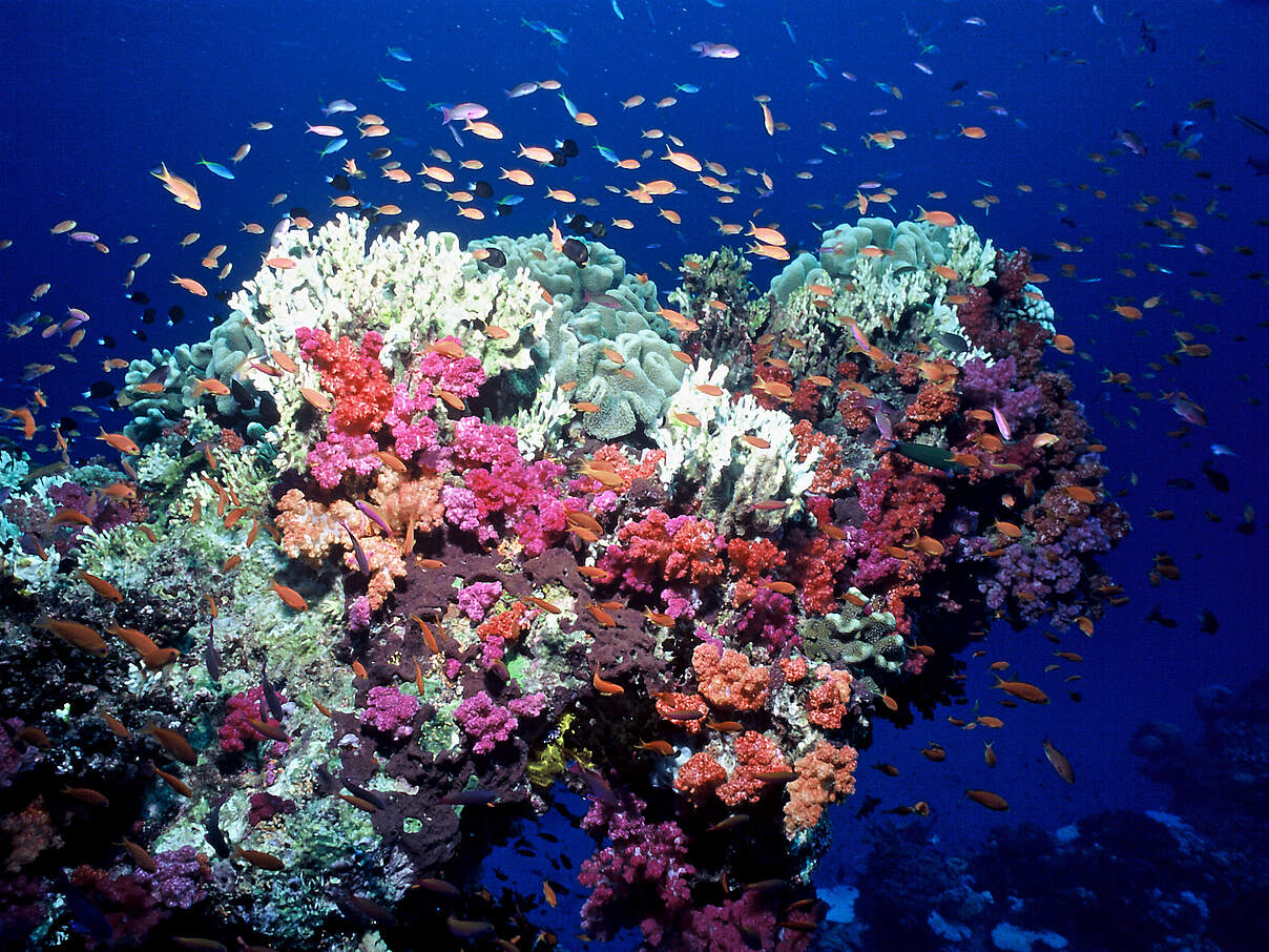 Korallenriff vor Fidschi © Cat Holloway / WWF