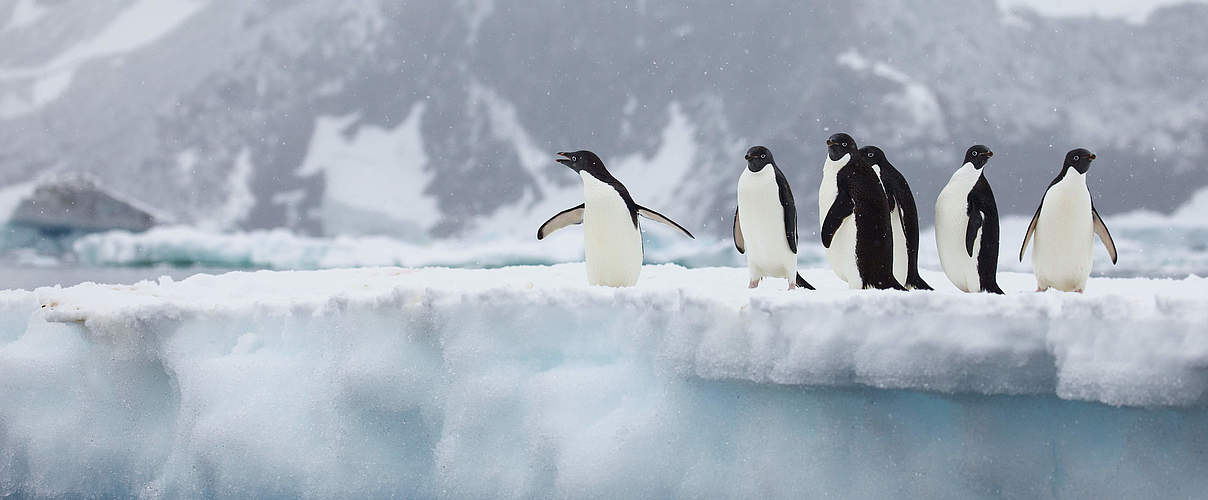 Pinguine © WWF-Aus / Chris Johnson