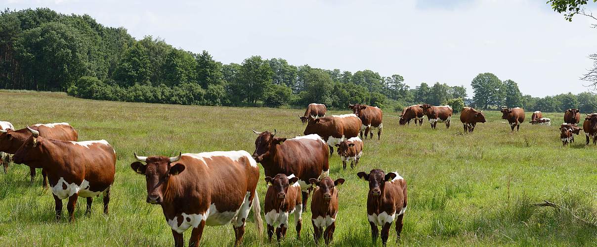 Rinder auf Grünland in Reetzow, Usedom © Frank Gottwald