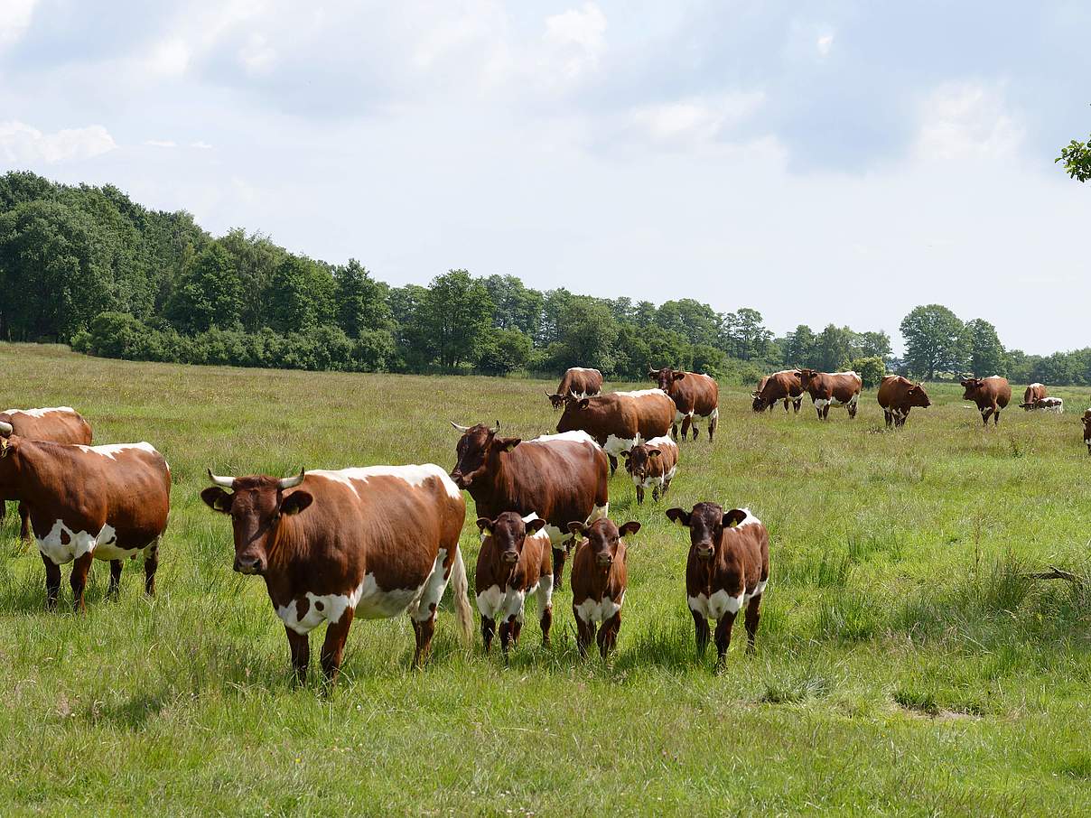Rinder auf Grünland in Reetzow, Usedom © Frank Gottwald