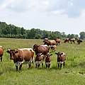 Rinder auf Grünland in Reetzow, Usedom © Frank Gottwald