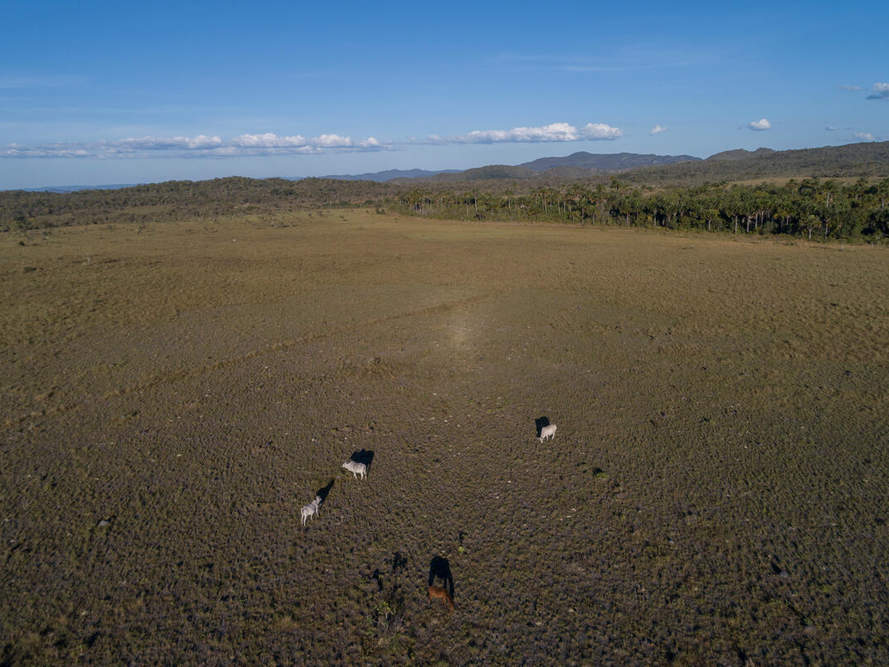Rinder auf abgeholzter Fläche im Cerrado © Andre Dib / WWF-Brazil