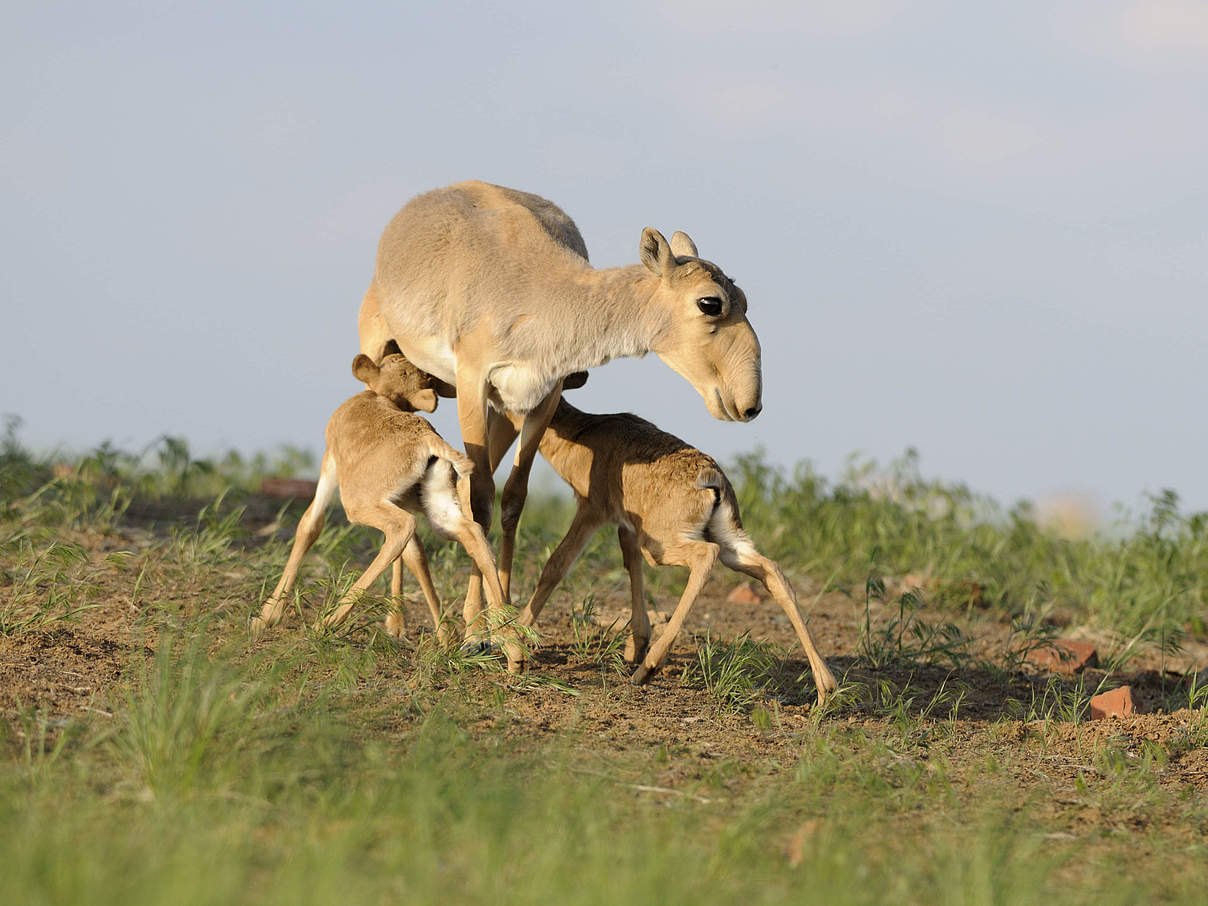 Saiga-Antilope © Wild Wonders of Europe / Igor Shpilenok / WWF