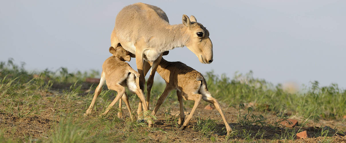 Saiga-Antilope © Wild Wonders of Europe / Igor Shpilenok / WWF