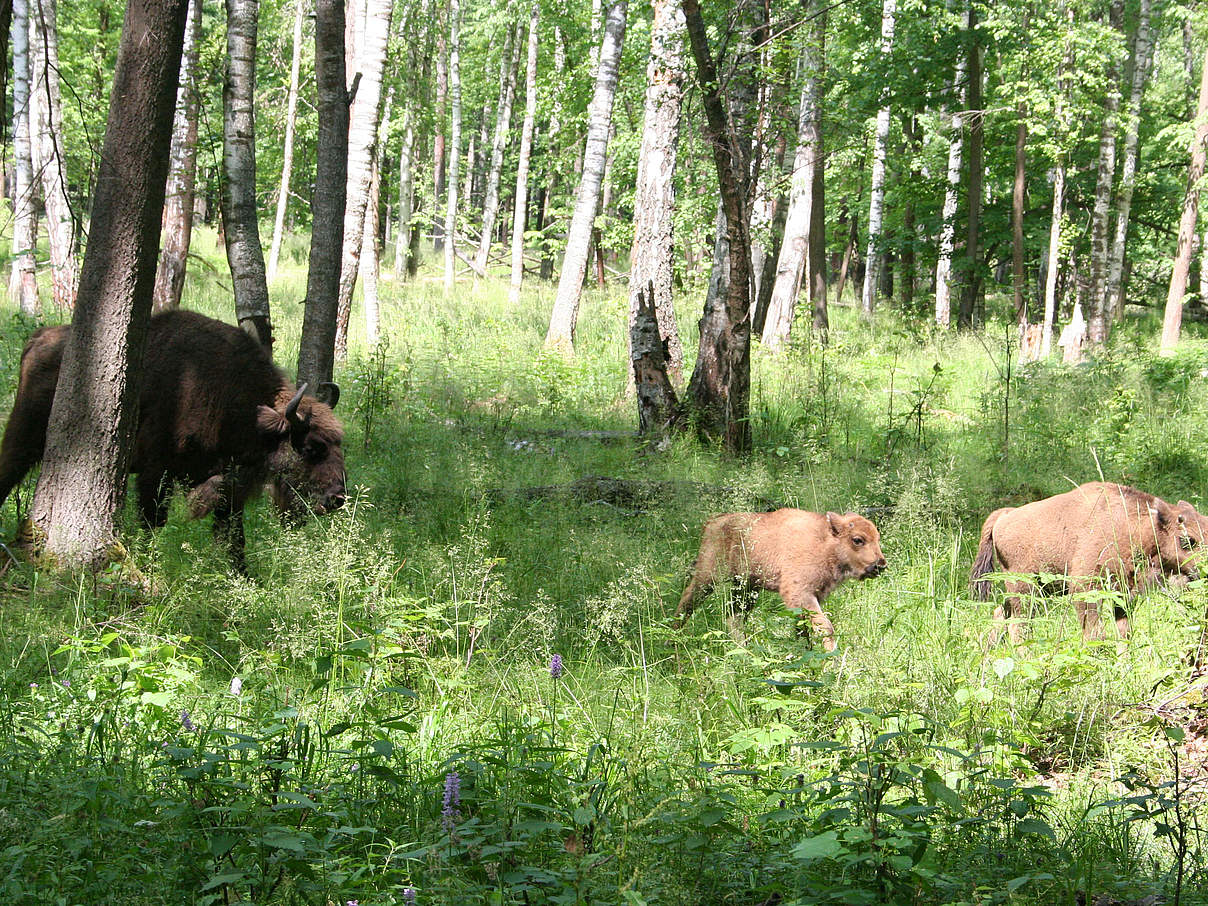 Wisentkuh mit Kälbern © Viktor Jivotchenko / WWF Russland