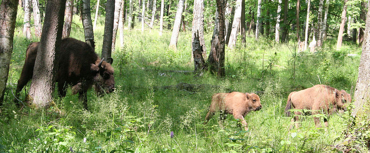 Wisentkuh mit Kälbern © Viktor Jivotchenko / WWF Russland