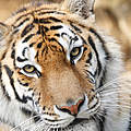 Amur-Tiger (Panthera tigris altaica) © Dmitry Neumoin / WWF