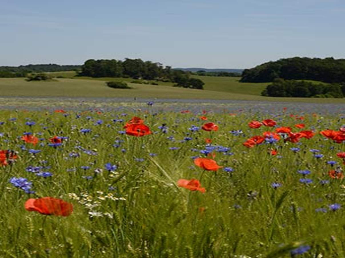 Kornblumen und Mohn in Bio-Wintergerste © Frank Gottwald