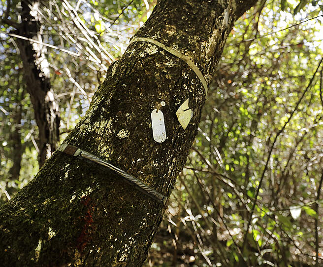 Markierungen an einem Amazonas-Regenwaldbaum weisen auf Untersuchungen zum Einfluss der Dürre und des Amazonas Tipping Points hin.