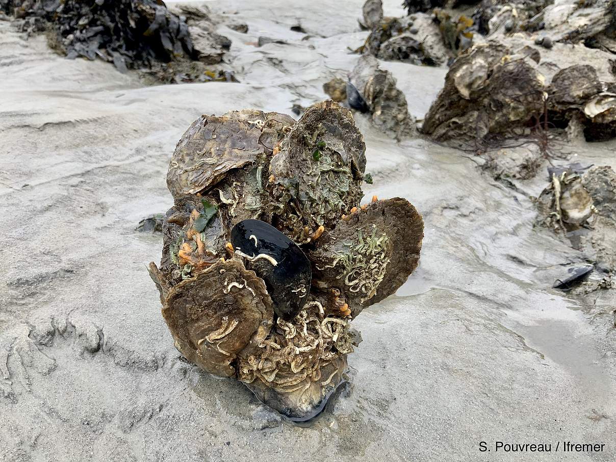 An den Hartstrukturen der Europaeischen Auster siedeln sich auch andere Arten an. © Stéphane Pouvreau / Ifremer / Frankreich