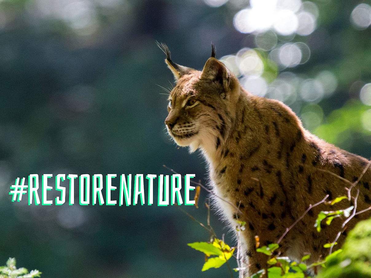 #RestoreNature © Hannes Kiehl / Getty Images