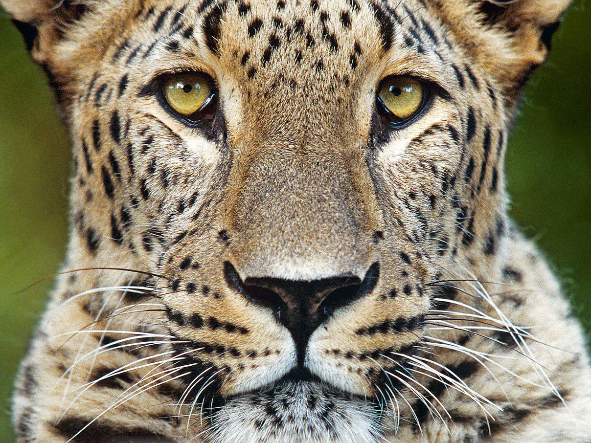 WWF-Urkunde Leopard © WWF