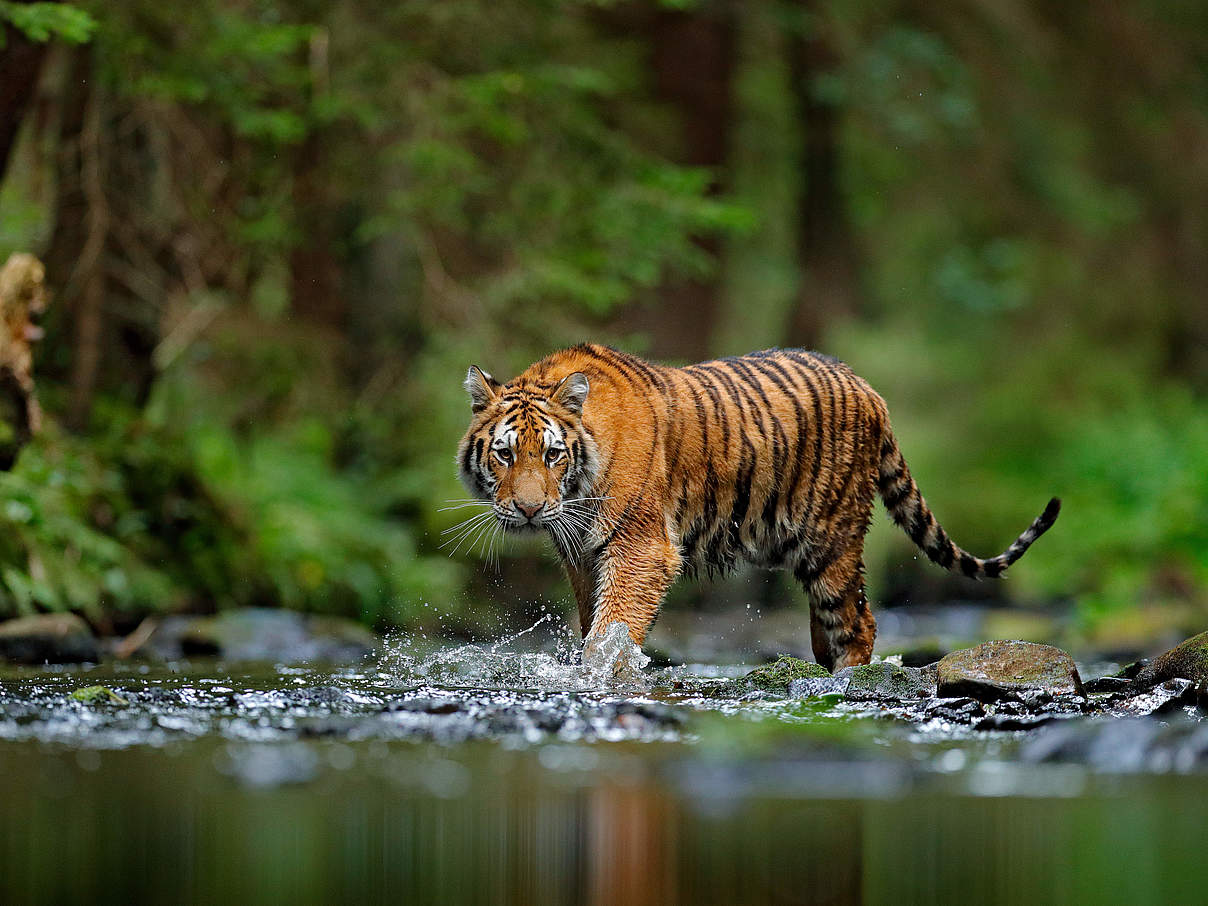 Amur Tiger in Fluss © Shutterstock / Ondrej Prosicky / WWF-Sweden