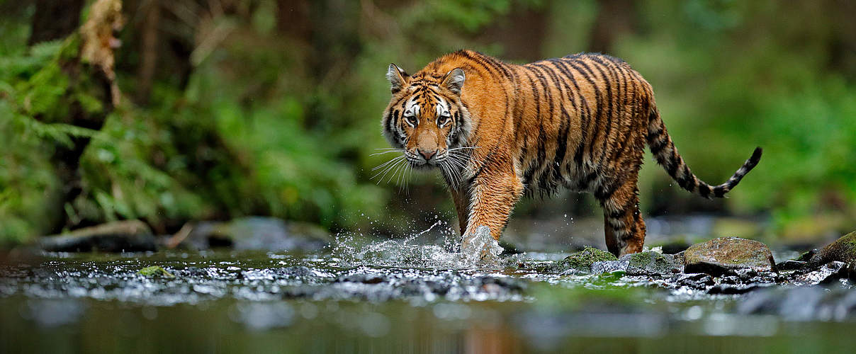 Amur Tiger in Fluss © Shutterstock / Ondrej Prosicky / WWF-Sweden