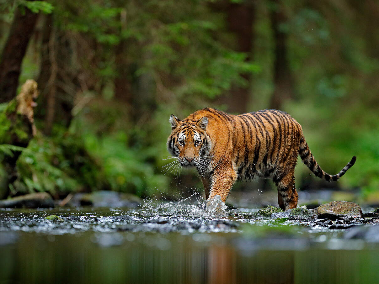 Amur Tiger in Fluss © Shutterstock / Ondrej Prosicky / WWF-Sweden