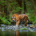 Amur Tiger in Fluss © Shutterstock / Ondrej Prosicky / WWF-Sweden