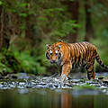 Amur Tiger in Fluss © Shutterstock / Ondrej Prosicky / WWF-Sweden