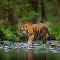 Amur Tiger in Fluss © Shutterstock / Ondrej Prosicky / WWF-Sweden