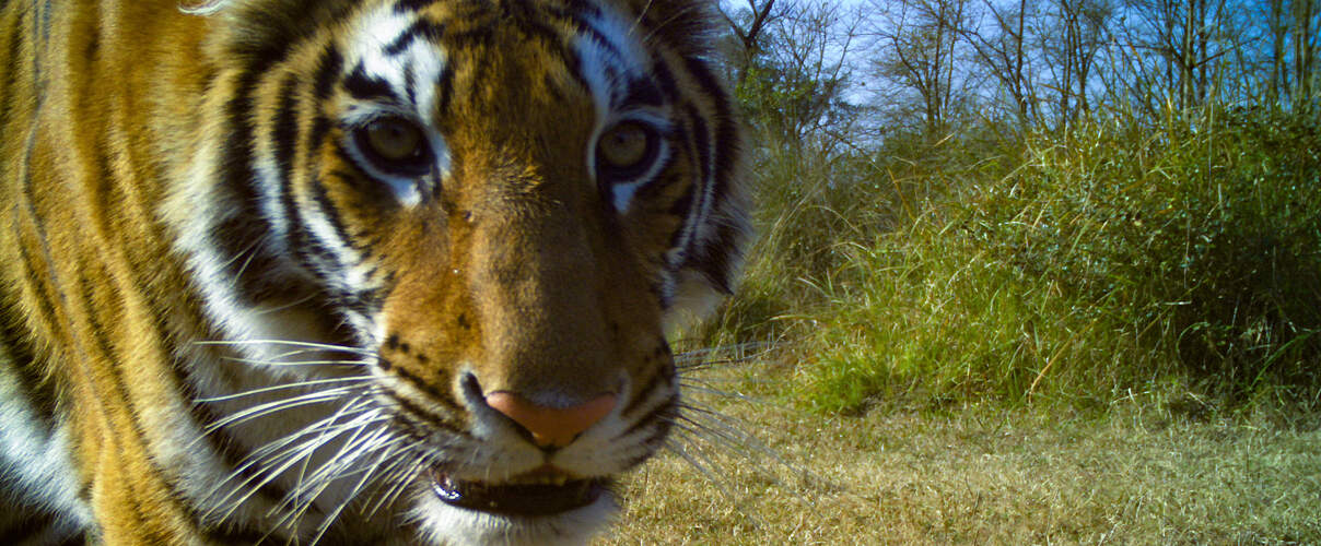 Kamerafallenaufnahme eines Bengal-Tigers im Khata-Gebiet / Nepal © DoFSC / WWF Nepal