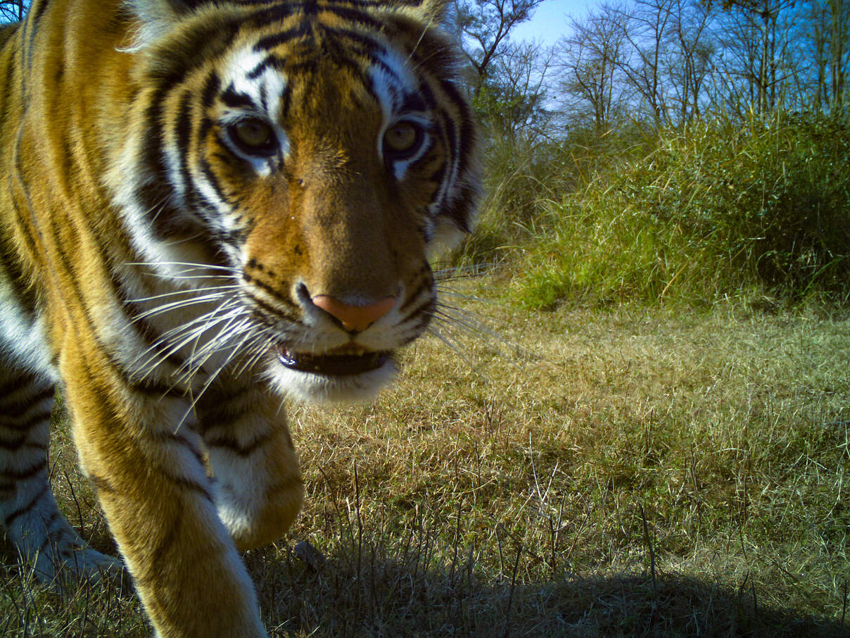 Kamerafallenaufnahme eines Bengal-Tigers im Khata-Gebiet / Nepal © DoFSC / WWF Nepal