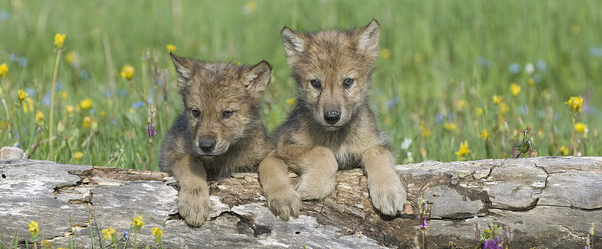 Jungtiere des Grauen Wolfs 