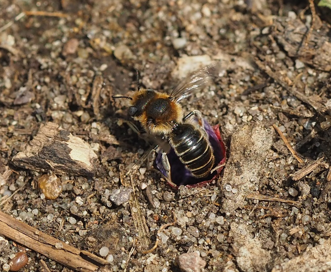 Mohn-Mauerbiene (Osmia papaveris) © Florian Lauer / WWF