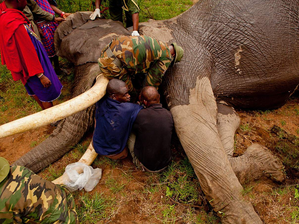 Elefantenbesenderung in Kenia © Greg Armfield / WWF-UK