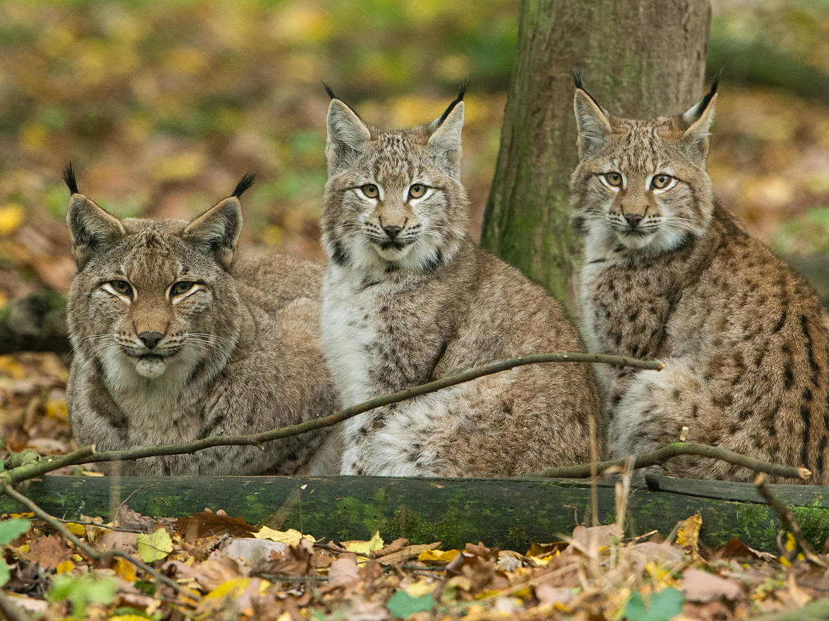 Eurasische Luchse © Ralph Frank / WWF