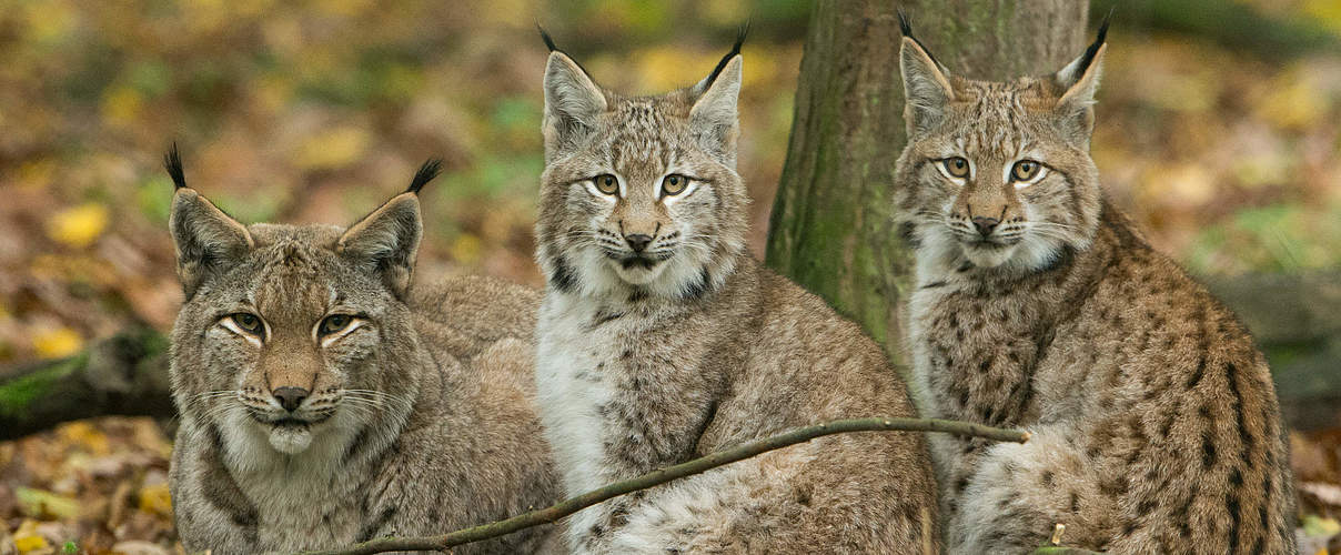 Eurasische Luchse © Ralph Frank / WWF