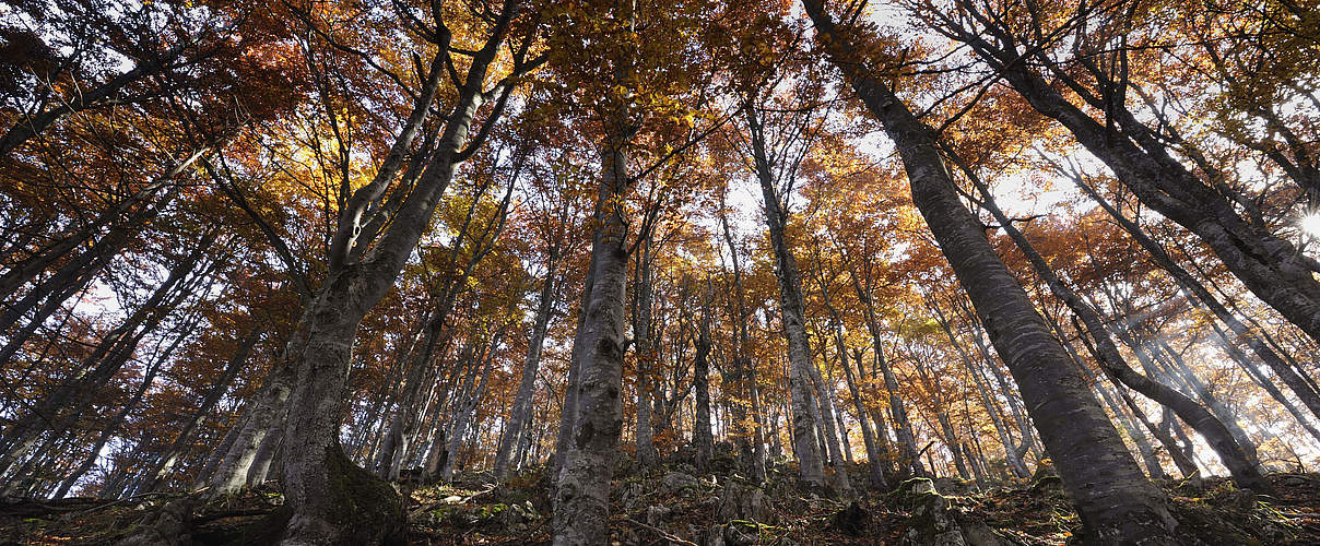 Europäischer Wald © Wild Wonders of Europe / Cornelia Doerr / WWF