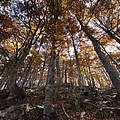 Europäischer Wald © Wild Wonders of Europe / Cornelia Doerr / WWF