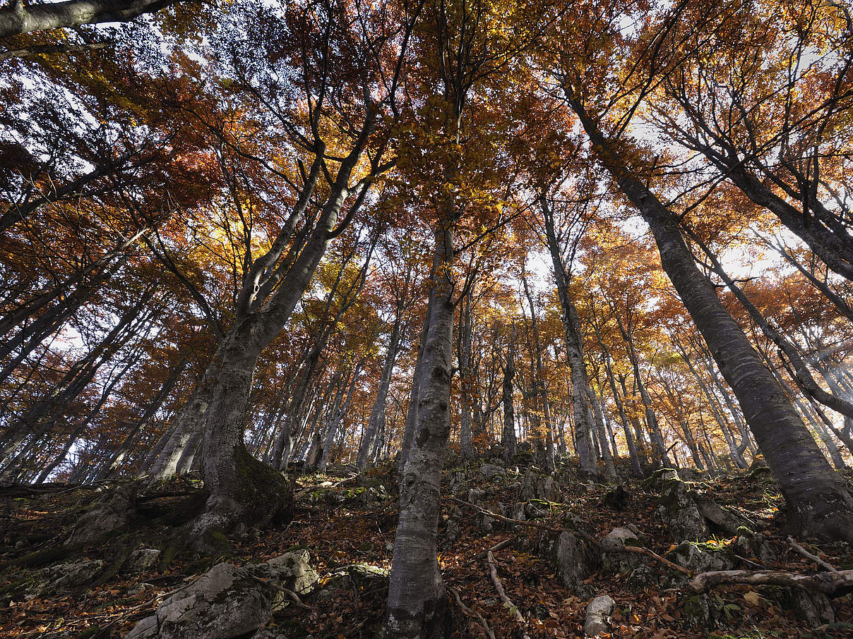 Europäischer Wald © Wild Wonders of Europe / Cornelia Doerr / WWF