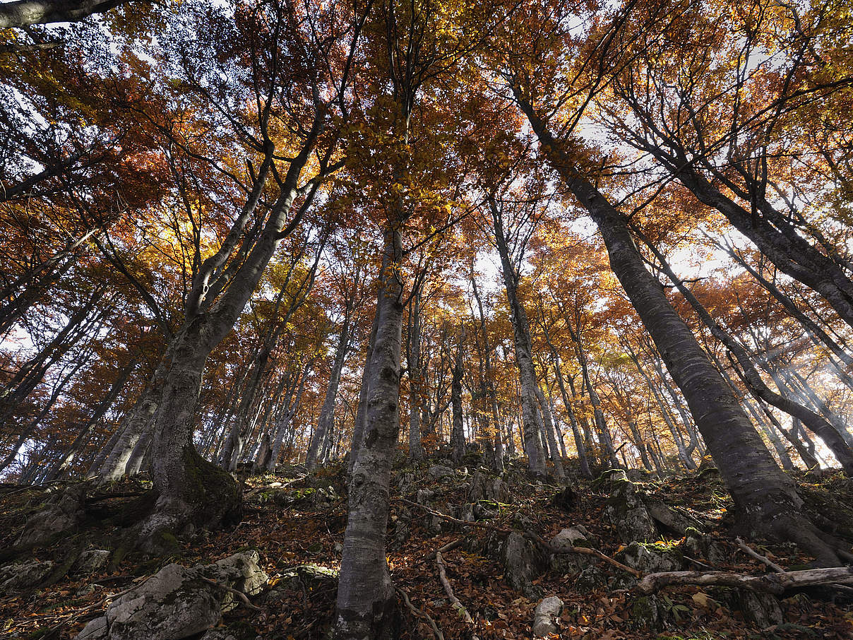 Europäischer Wald © Wild Wonders of Europe / Cornelia Doerr / WWF