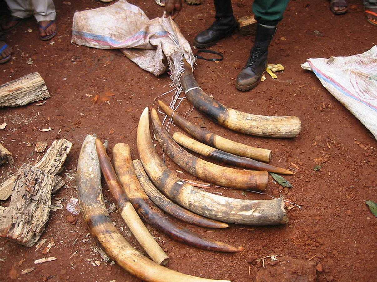 Konfisziertes Elfenbein in Kamerun © WWF-CARPO / Peter Ngea