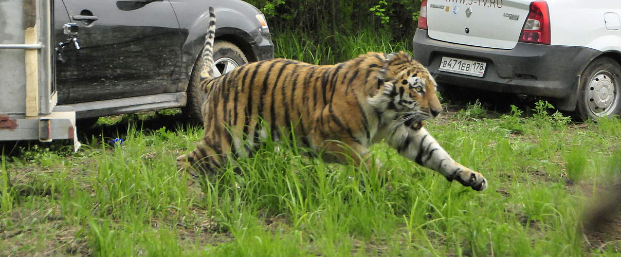 Upornys Freilassung © Joseph Vattakaven / WWF