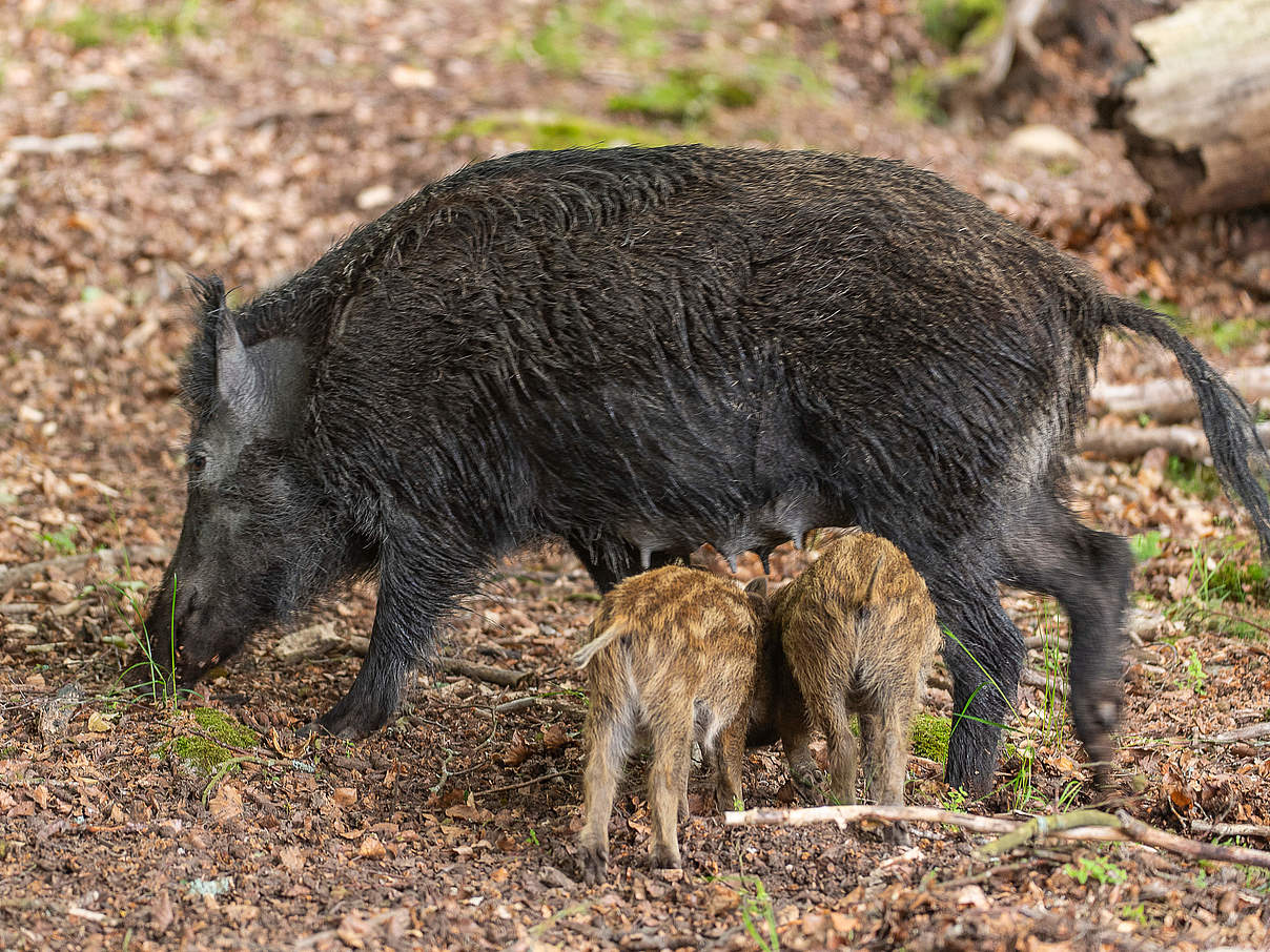 Wildschwein-Bache mit Frischlingen © Ola Jennersten / WWF-Sweden