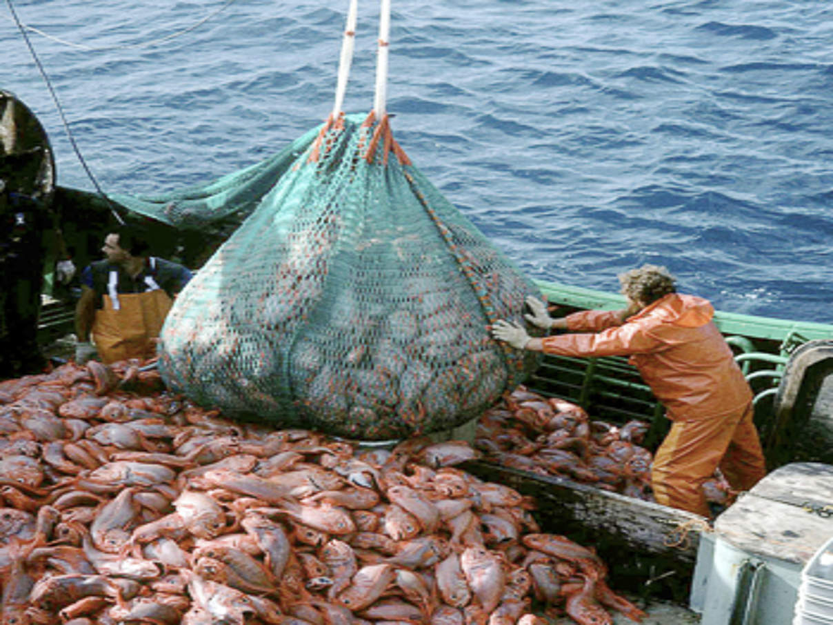 350 Fischfang Hochsee Nordatlantik Schleppnetz c AFMA WWF
