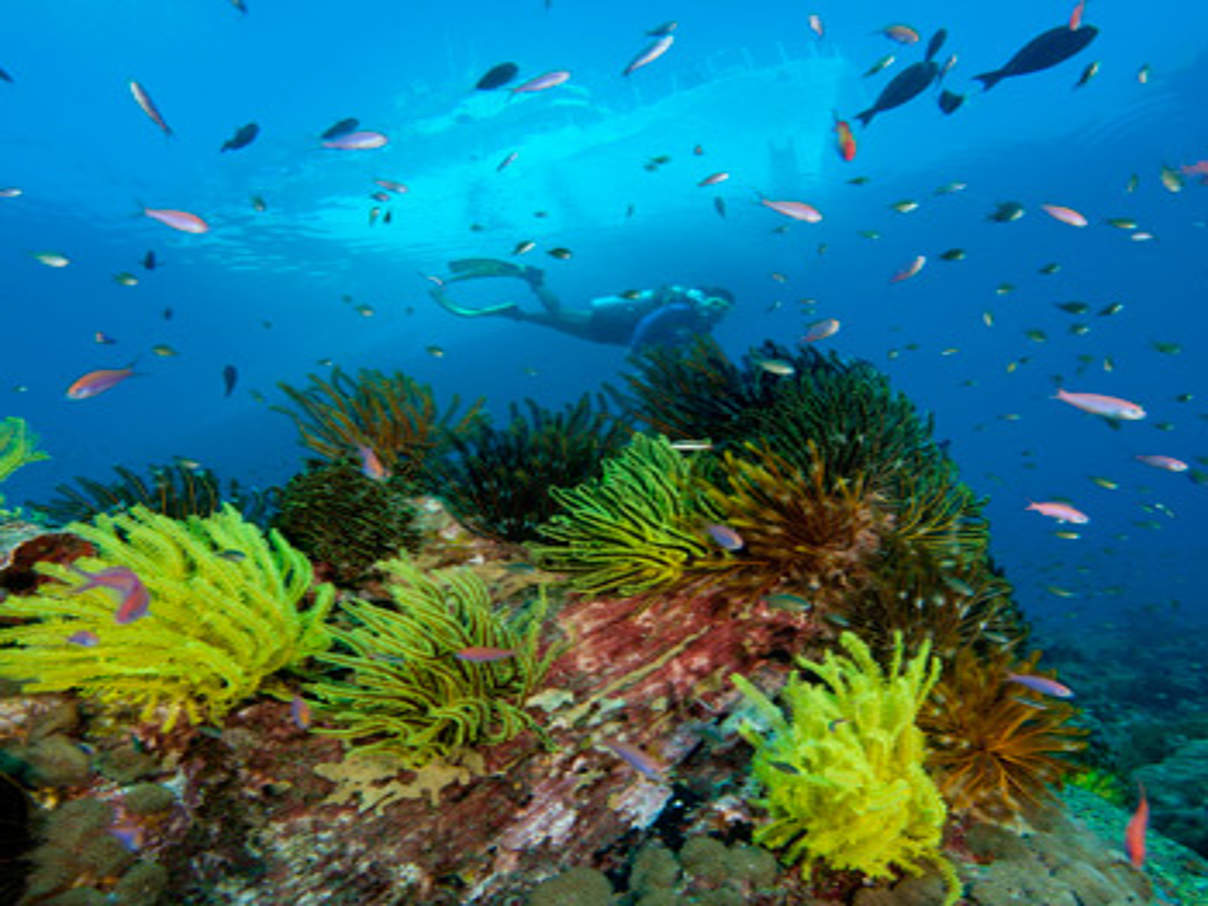 Korallen © Juergen Freund / WWF Canon